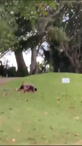 Caught Fucking At A Public Park