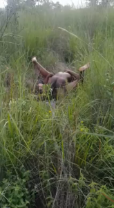 Bush Sex